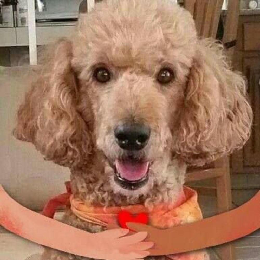 Meet your Posher, Ron